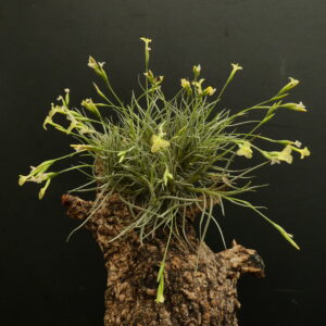 Tillandsia Holm's Lemon Sorbet
