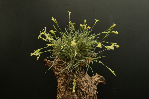 Tillandsia Holm's Lemon Sorbet