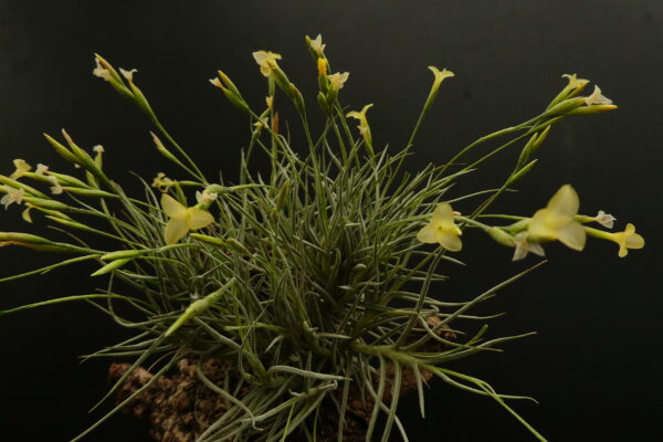 Tillandsia Holm's Lemon Sorbet – Bild 3