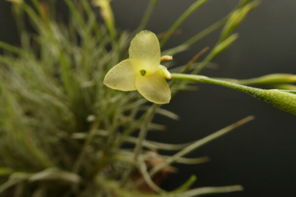 Tillandsia Holm's Lemon Sorbet – Bild 2