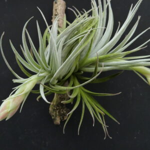 Tillandsia minasgeraiensis