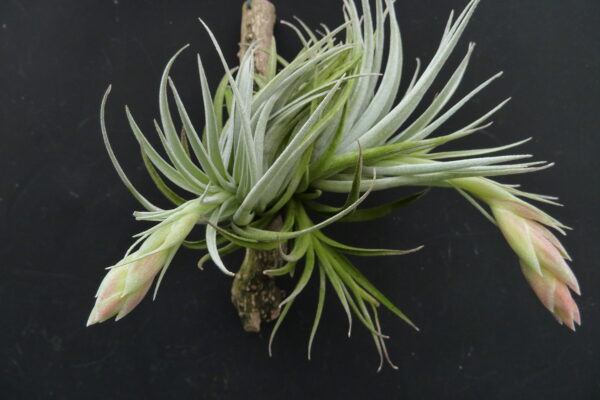 Tillandsia minasgeraiensis