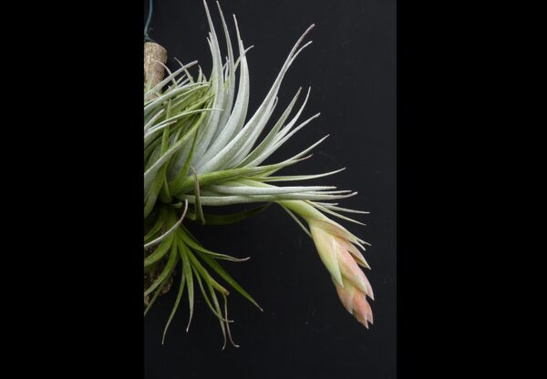 Tillandsia minasgeraiensis – Bild 2