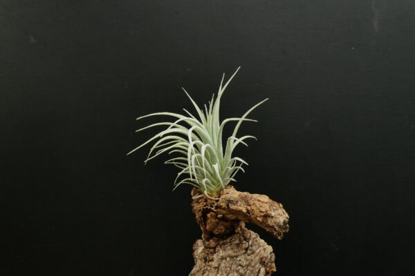 Tillandsia minasgeraiensis – Bild 3