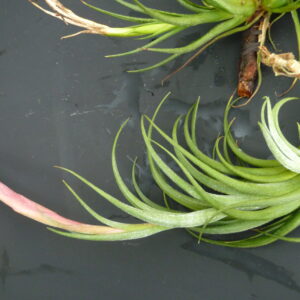 Tillandsia pueblensis