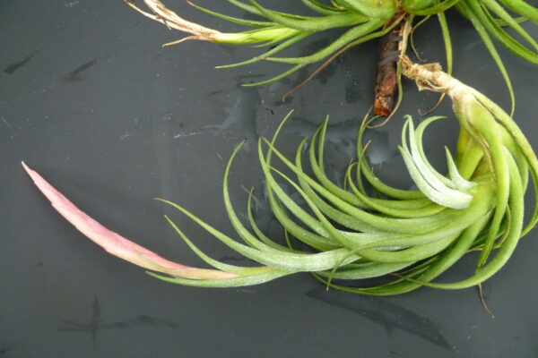 Tillandsia pueblensis