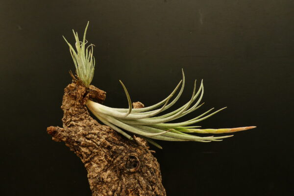 Tillandsia pueblensis – Bild 2