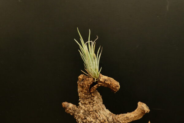 Tillandsia pueblensis – Bild 3