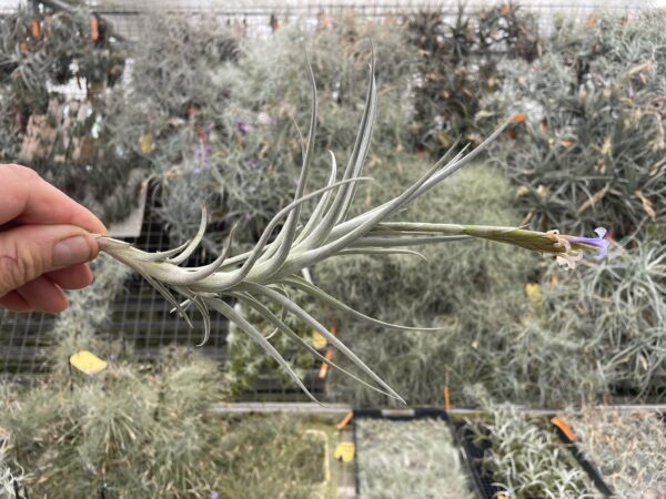Tillandsia cochabambae – Bild 5