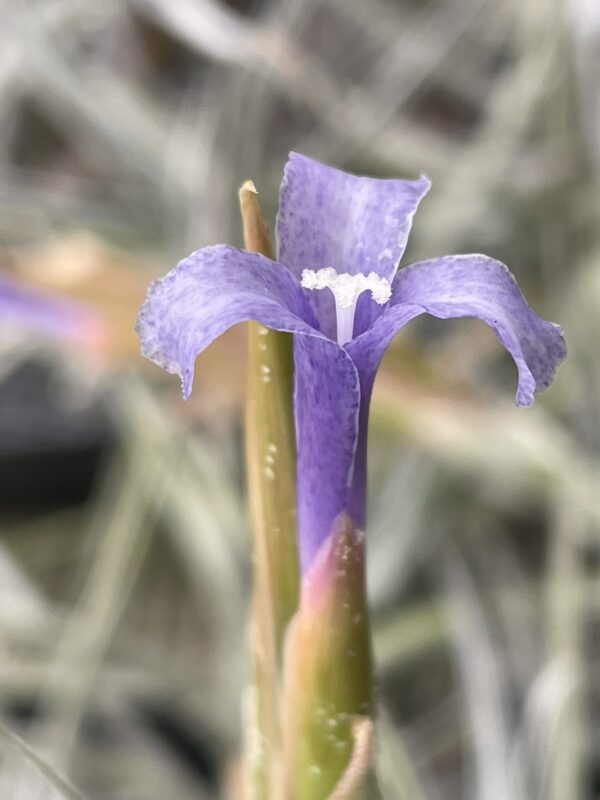 Tillandsia cochabambae – Bild 4