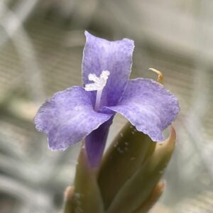 Tillandsia cochabambae