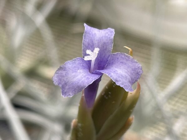 Tillandsia cochabambae