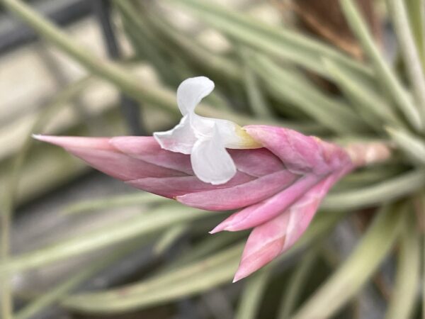 Tillandsia rosacea – Bild 4