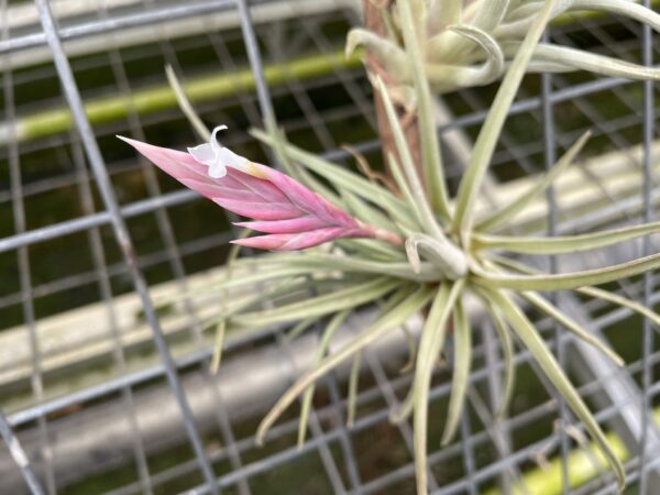 Tillandsia rosacea – Bild 3