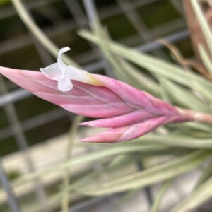 Tillandsia rosacea