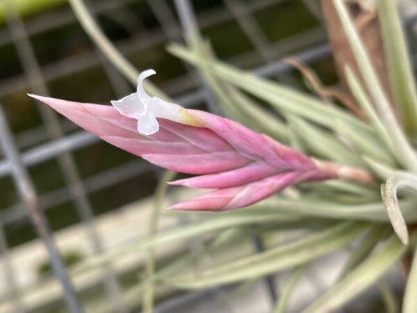Tillandsia rosacea
