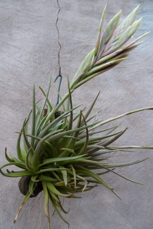 Tillandsia rosacea – Bild 6
