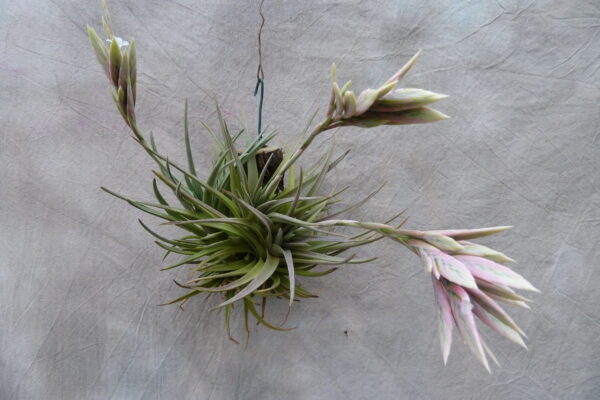 Tillandsia rosacea – Bild 7