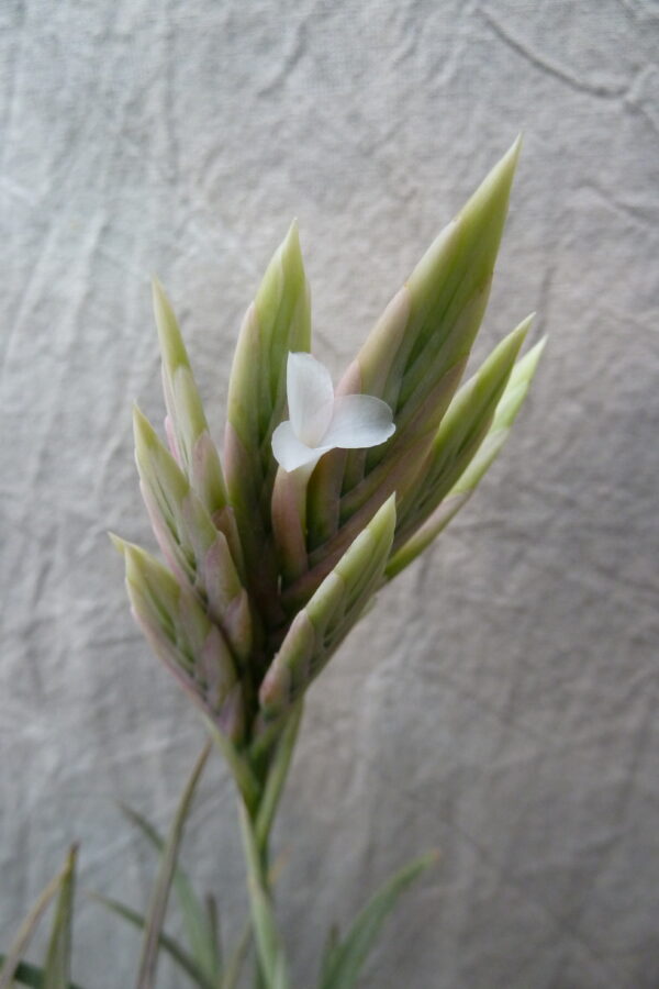 Tillandsia rosacea – Bild 5