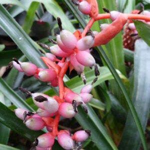 Aechmea weilbachii forma Pendula