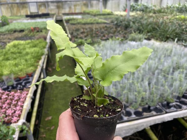 Asplenium scolopendrium – Bild 2