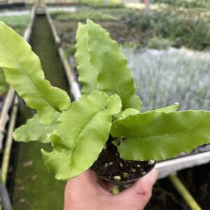 Asplenium scolopendrium