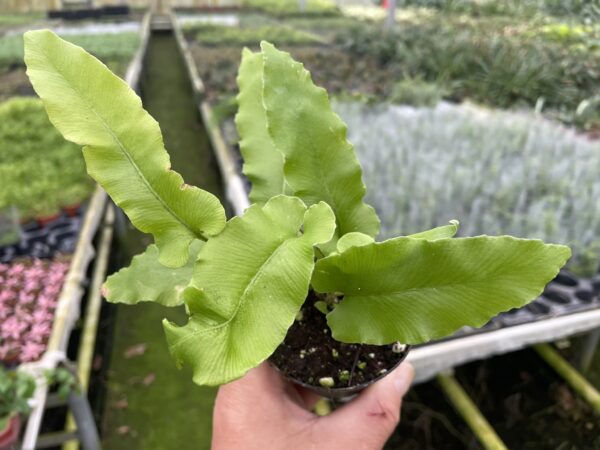 Asplenium scolopendrium