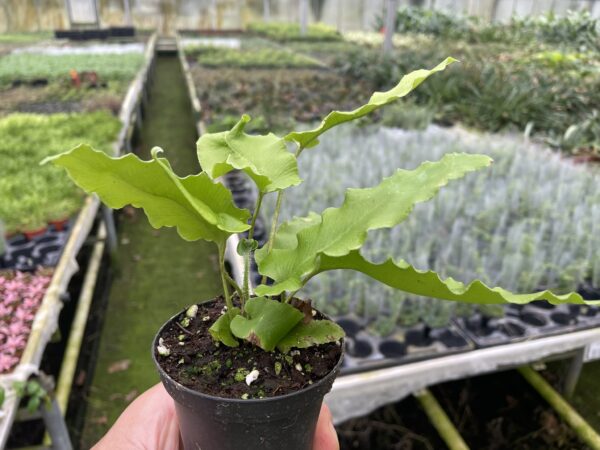 Asplenium scolopendrium – Bild 3