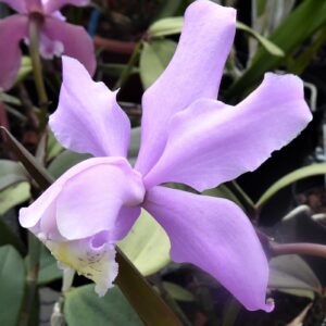 Cattleya kerrii