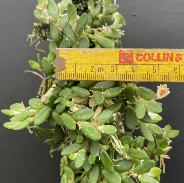 Dockrillia lichenastrum (lichenastrum var. prenticei) 'Micro' – Bild 2