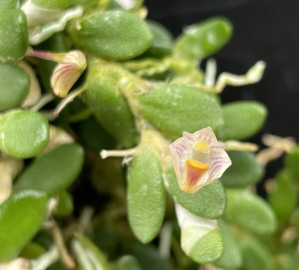Dockrillia lichenastrum (lichenastrum var. prenticei) 'Micro' – Bild 5