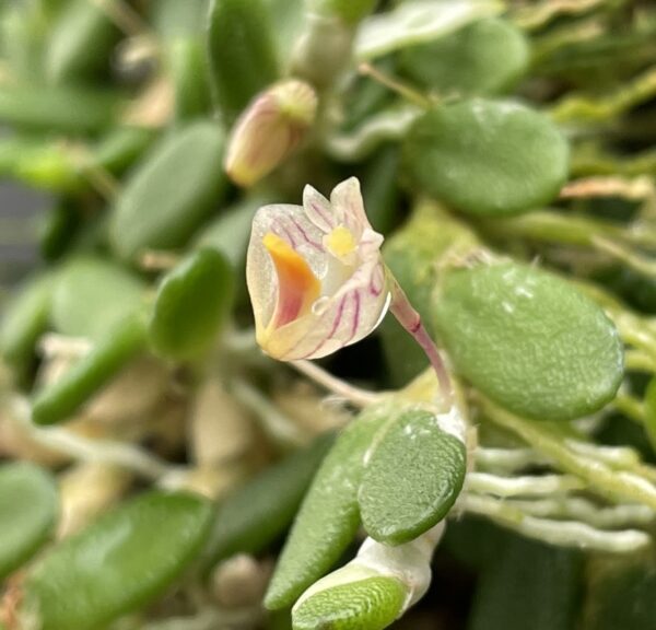 Dockrillia lichenastrum (lichenastrum var. prenticei) 'Micro' – Bild 4