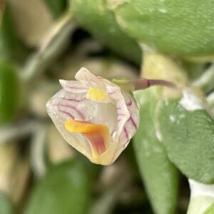 Dockrillia lichenastrum (lichenastrum var. prenticei) 'Micro'