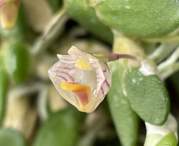 Dockrillia lichenastrum (lichenastrum var. prenticei) 'Micro'