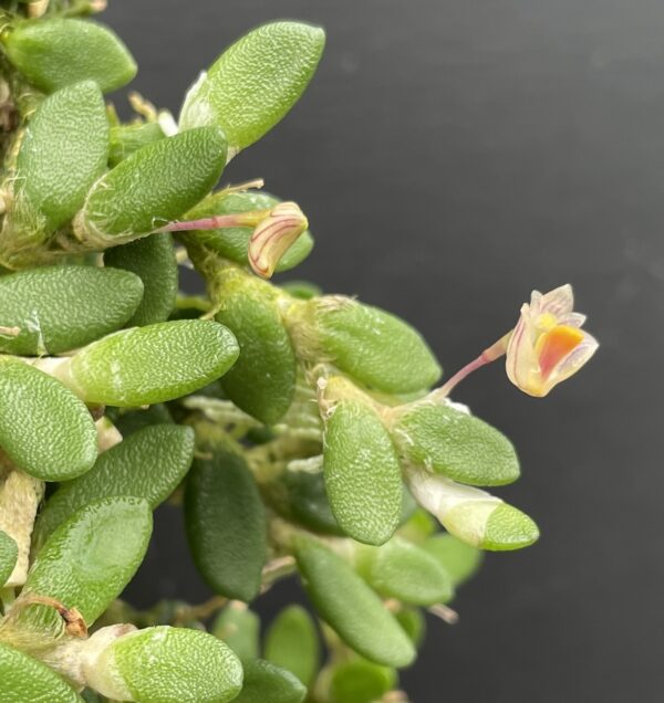 Dockrillia lichenastrum (lichenastrum var. prenticei) 'Micro' – Bild 3