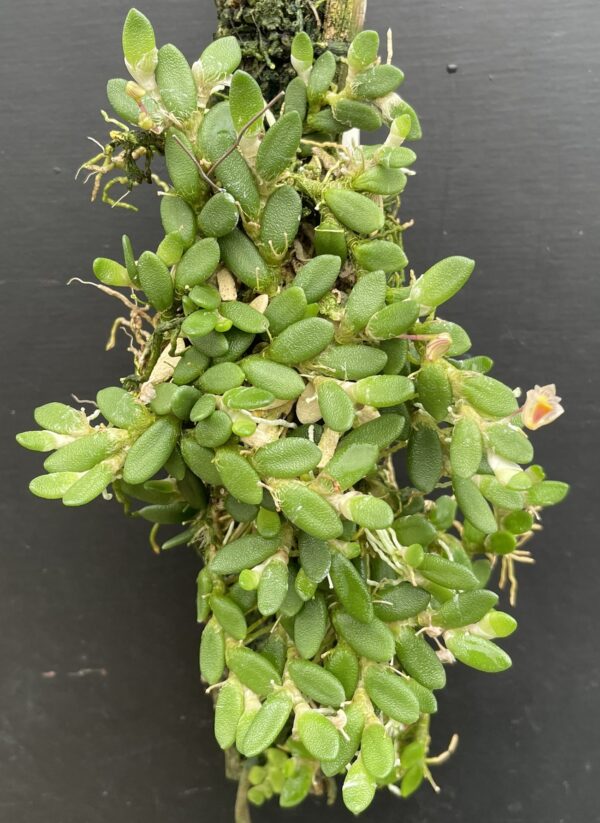 Dockrillia lichenastrum (lichenastrum var. prenticei) 'Micro' – Bild 6