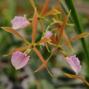 Encyclia bractescens