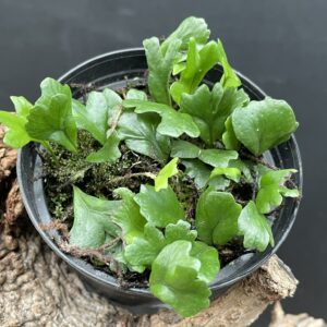 Lemmaphyllum microphyllum forma 'Shi Shi'