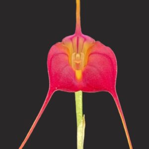 Masdevallia ignea x stumpflei