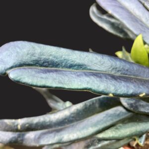 Microsorum thailandicum (steerei)