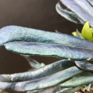 Microsorum thailandicum (steerei)