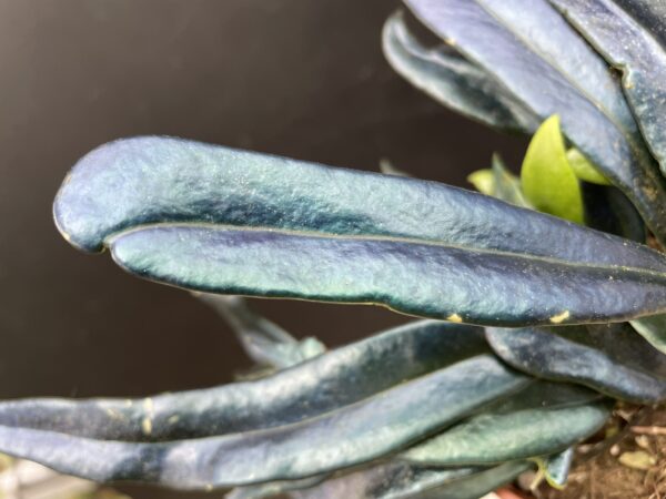 Microsorum thailandicum (steerei)