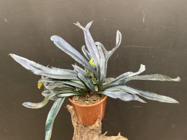 Microsorum thailandicum (steerei) – Bild 2