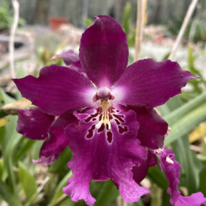 Miltassia Robin Pitman