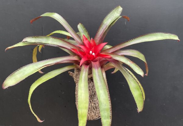 Nidularium species – Bild 2