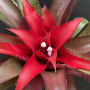 Nidularium species