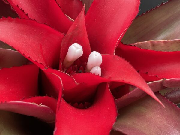 Nidularium species – Bild 3