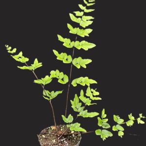 Pellaea atropurpurea
