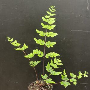 Pellaea atropurpurea
