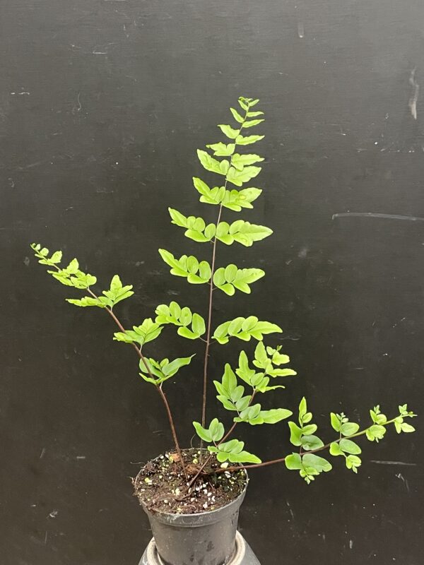 Pellaea atropurpurea